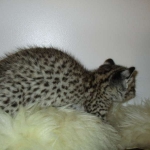 Rio, Geoffroy's Cat, Golden Spotted Male DOB 6-16-16