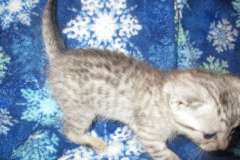 Rudolph, Savannah, F-7B, Silver Male DOB 3-12-18