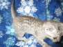 Rudolph, Savannah, F-7B, Silver Male DOB 3-12-18