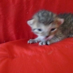 Rudolph, Savannah, F-7B, Silver, Male DOB 3-12-18