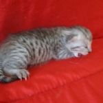 Rudolph, Savannah, F-7B, Silver, Male DOB 3-12-18