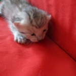 Rudolph, Savannah, F-7B, Silver, Male DOB 3-12-18