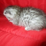 Rudolph, Savannah, F-7B, Silver, Male DOB 3-12-18