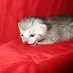 Rudolph, Savannah, F-7B, Silver, Male DOB 3-12-18