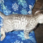 Rudolph, Savannah, F-7B, Silver, Male DOB 3-12-18