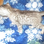 Rudolph, Savannah, F-7B, Silver, Male DOB 3-12-18