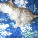 Rudolph, Savannah, F-7B, Silver, Male DOB 3-12-18