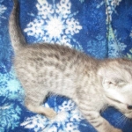 Rudolph, Savannah, F-7B, Silver, Male DOB 3-12-18