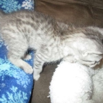 Rudolph, Savannah, F-7B, Silver, Male DOB 3-12-18