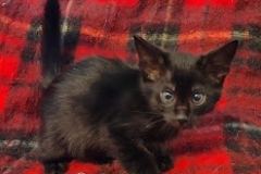 Tanis Savanah  F-4SBT Black Male DOB 10-8-21