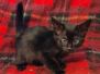 Tanis Savanah  F-4SBT Black Male DOB 10-8-21