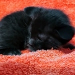 Savannah F-4SBT Black Male DOB 10-8-21