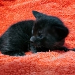 Savannah F-4SBT Black Male DOB 10-8-21