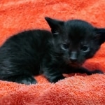 Savannah F-4SBT Black Male DOB 10-8-21