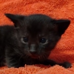 Savannah F-4SBT Black Male DOB 10-8-21