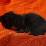 Savannah F-4SBT Black Male DOB 10-8-21