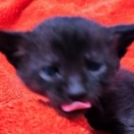 Savannah F-4SBT Black Male DOB 10-8-21