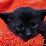 Savannah F-4SBT Black Male DOB 10-8-21