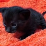 Savannah F-4SBT Black Male DOB 10-8-21