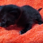 Savannah F-4SBT Black Male DOB 10-8-21