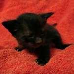 Savannah F-4SBT Black Male DOB 10-8-21