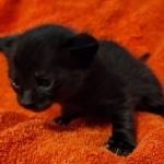 Savannah F-4SBT Black Male DOB 10-8-21