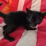 Savannah F-4SBT Black Male DOB 10-8-21