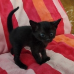 Savannah F-4SBT Black Male DOB 10-8-21