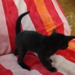 Savannah F-4SBT Black Male DOB 10-8-21