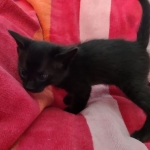 Savannah F-4SBT Black Male DOB 10-8-21