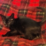 Tanis Savannah F-4SBT Black Male DOB 10-8-21