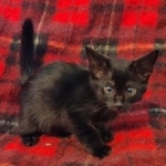 Tanis Savannah F-4SBT Black Male DOB 10-8-21