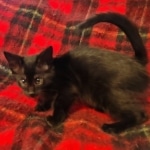 Tanis Savannah F-4SBT Black Male DOB 10-8-21