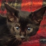 Tanis Savannah F-4SBT Black Male DOB 10-8-21