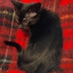 Tanis Savannah F-4SBT Black Male DOB 10-8-21