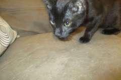 Salem Savannah, Black , Male, F-6A DOB 8-27-17