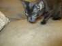 Salem Savannah, Black , Male, F-6A DOB 8-27-17