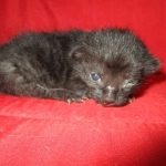 Savannah, F-6A Black/Mel, Male DOB 8-27-17