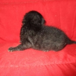 Savannah, F-6A Black/Mel, Male DOB 8-27-17