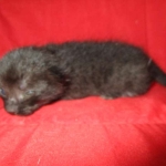 Savannah, F-6A Black/Mel, Male DOB 8-27-17