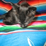 Savannah, F-6A Black/Mel, Male DOB 8-27-17