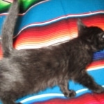 Savannah, F-6A Black/Mel, Male DOB 8-27-17