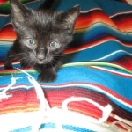 Savannah, F-6A Black/Mel, Male DOB 8-27-17