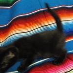 Savannah, F-6A Black/Mel, Male DOB 8-27-17