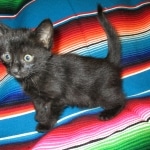 Savannah, F-6A Black/Mel, Male DOB 8-27-17