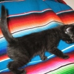 Savannah, F-6A Black/Mel, Male DOB 8-27-17