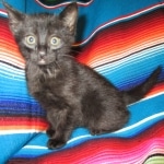 Savannah, F-6A Black/Mel, Male DOB 8-27-17