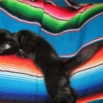 Savannah, F-6A Black/Mel, Male DOB 8-27-17