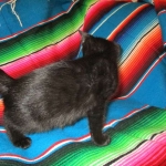 Savannah, F-6A Black/Mel, Male DOB 8-27-17