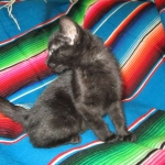 Savannah, F-6A Black/Mel, Male DOB 8-27-17